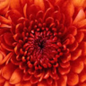 Meet your Posher, Lucia